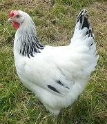 Sussex Chicken