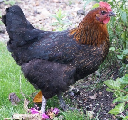 The Cuivrée chicken