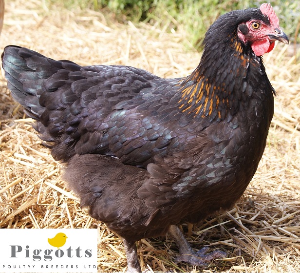 Black Marans Eggs