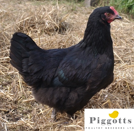 Black Marans