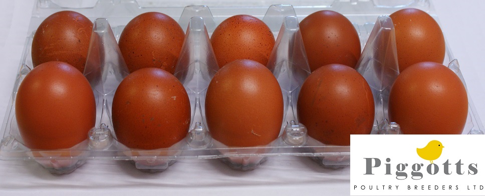 Black Marans Eggs